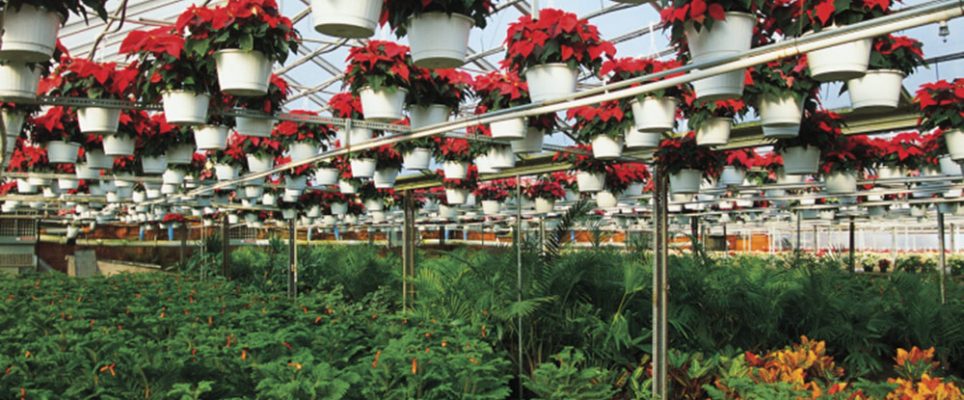 Greenhouse Plants